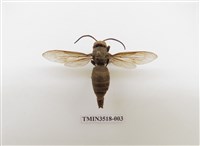 藏品(中華大虎頭蜂)的圖片